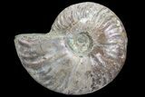 Silver Iridescent Ammonite - Madagascar #77110-1